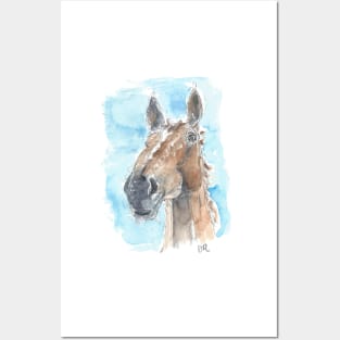 Bay horse portrait Posters and Art